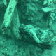 Imagen para el artículo titulado Este bosque oculto bajo el mar tiene 60.000 años y las criaturas que viven en él pueden revolucionar la medicina